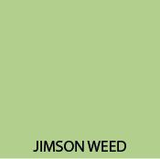 JIMSON WEED