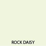 ROCK DAISY